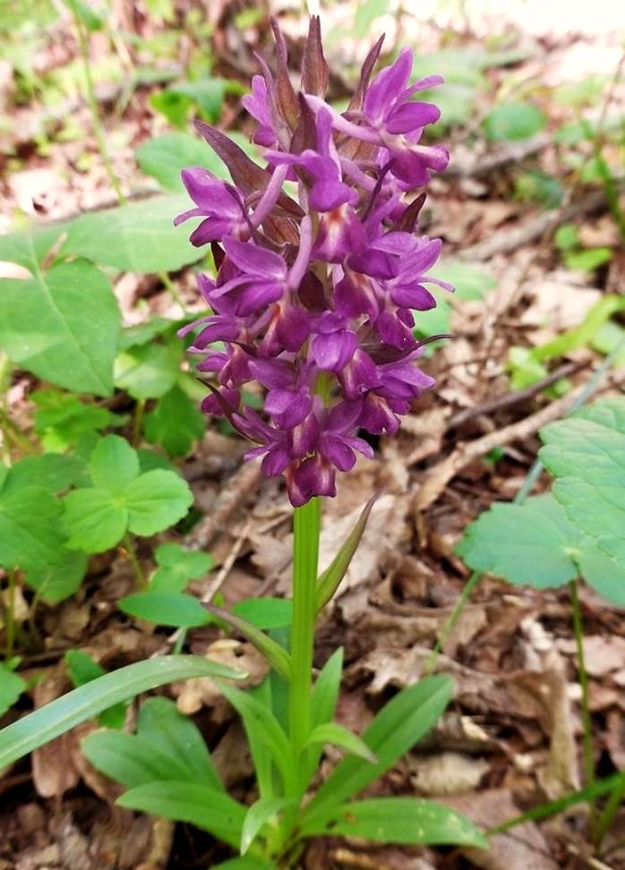 Изображение особи Dactylorhiza romana ssp. georgica.