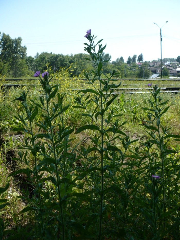 Image of Epilobium hirsutum specimen.