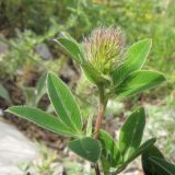 Trifolium medium