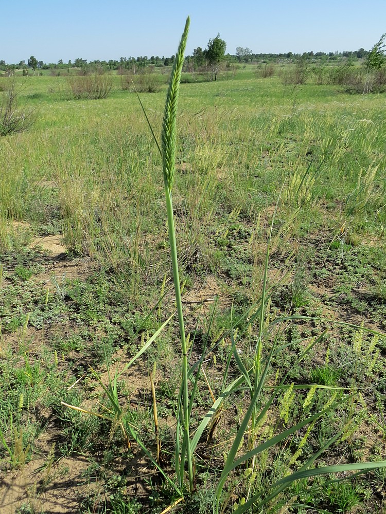 Изображение особи Leymus racemosus ssp. crassinervius.