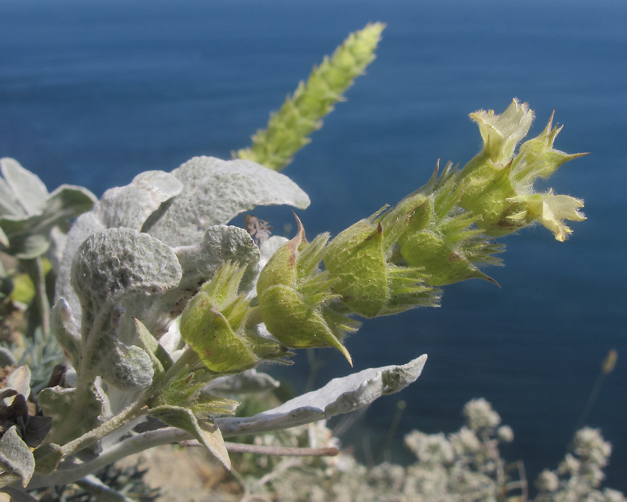 Image of Sideritis euxina specimen.