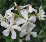 Saponaria officinalis