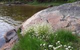 Cochlearia arctica