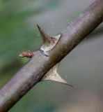 Rosa villosa. Средняя часть молодого побега с шипами и почкой. Германия, г. Дюссельдорф, Ботанический сад университета. 03.06.2014.