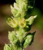 Heuchera cylindrica