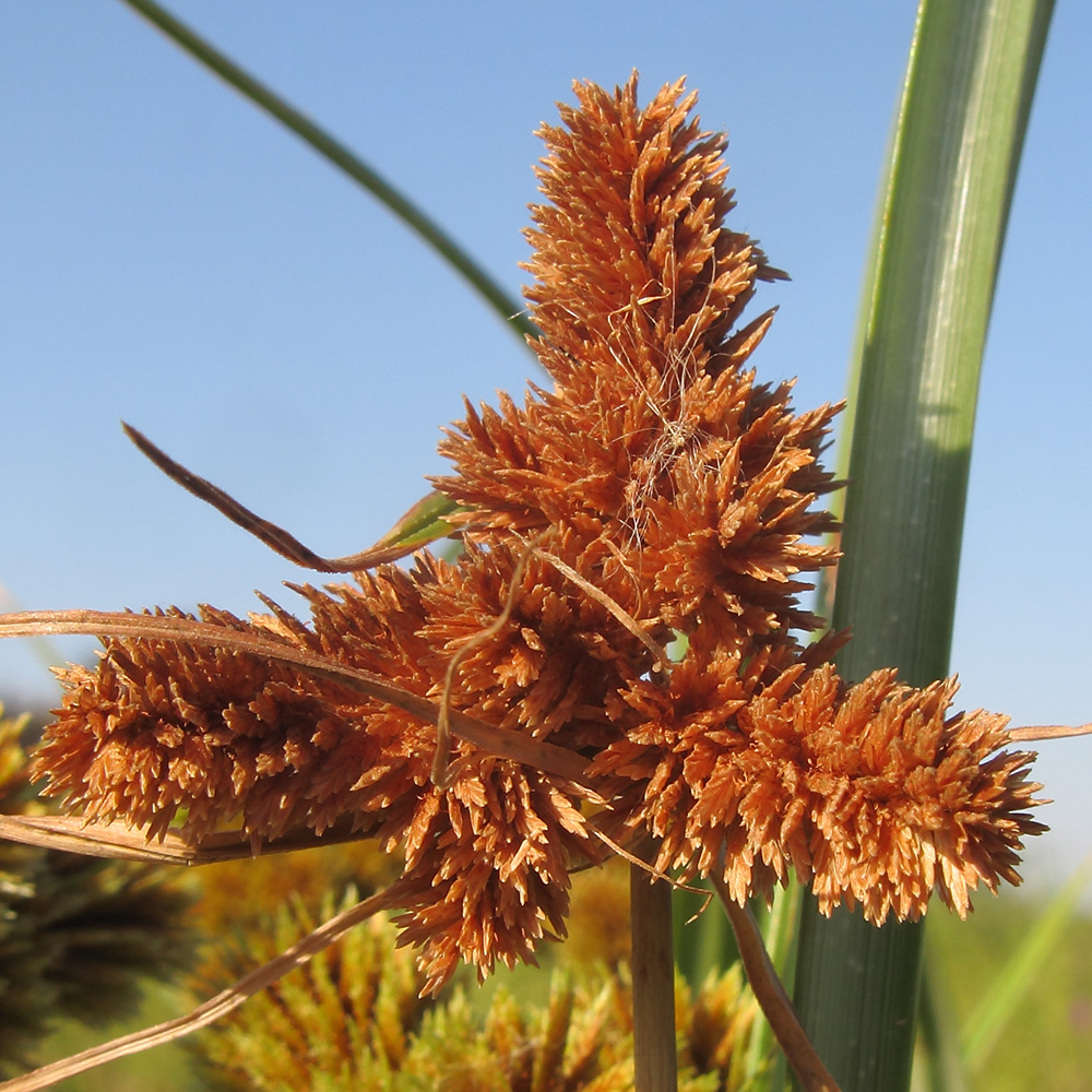 Изображение особи Cyperus glomeratus.