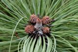 Pinus ponderosa. Верхушка побега с почкой и высохшими микростробилами. Германия, г. Дюссельдорф, Ботанический сад университета. 05.09.2014.