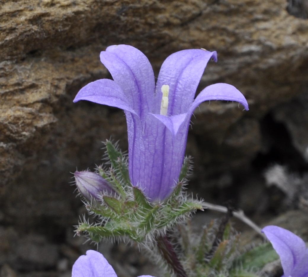 Image of Campanula lingulata specimen.