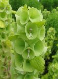 Moluccella laevis. Часть соцветия. Крым, Симферополь, ботсад университета. 2 июля 2009 г.