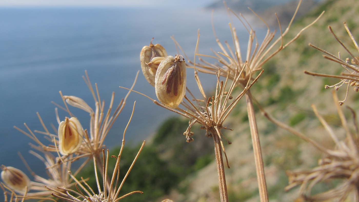 Image of Heracleum stevenii specimen.