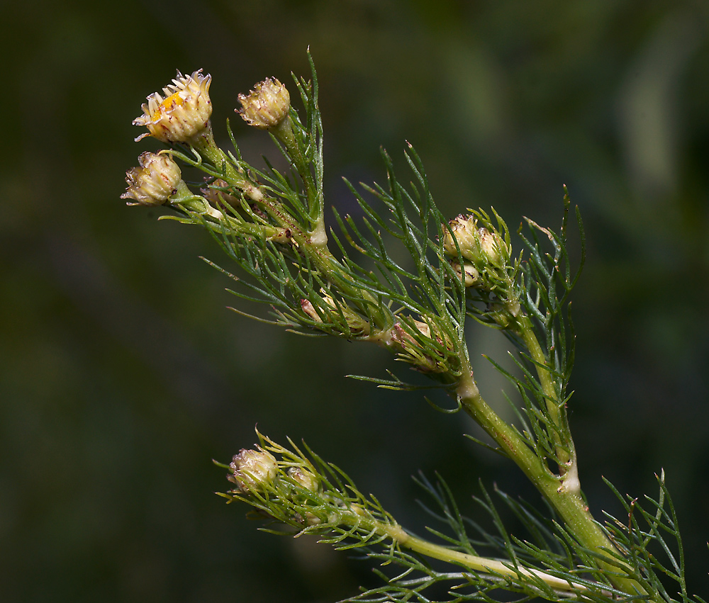 Изображение особи Tripleurospermum inodorum.