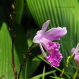 Arundina graminifolia