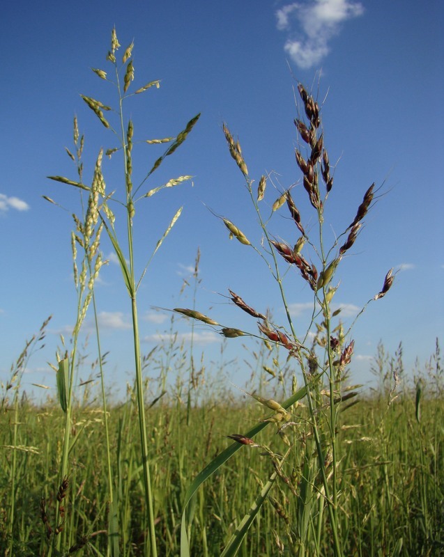 Image of Sorghum &times; drummondii specimen.