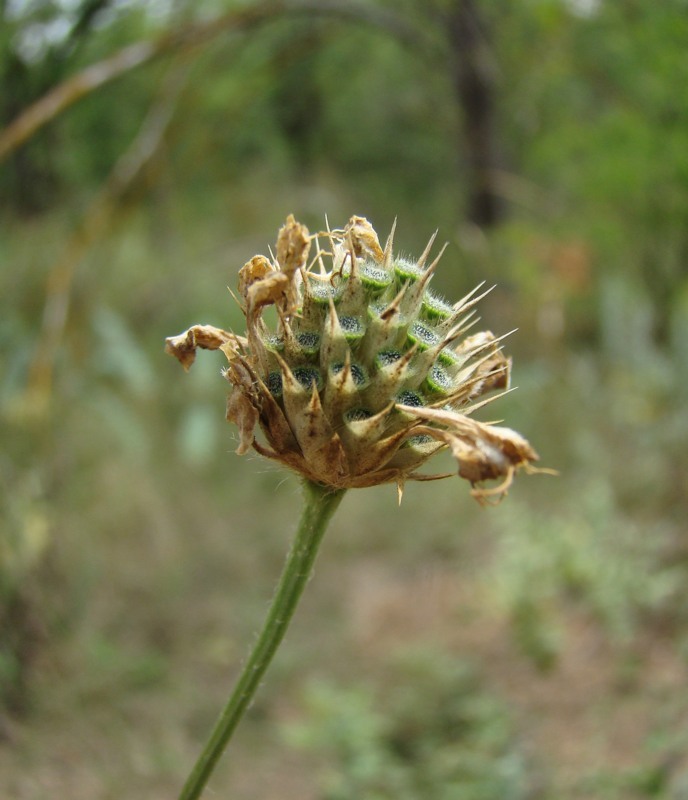 Изображение особи Cephalaria transsylvanica.