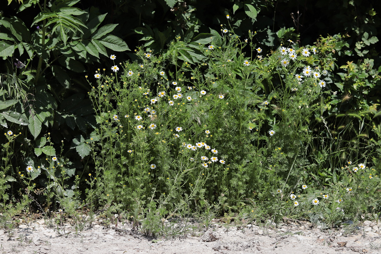 Изображение особи Anthemis cotula.
