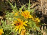 Scolymus hispanicus