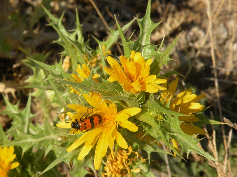 Image of Scolymus hispanicus specimen.