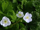 Anemone baicalensis subspecies occidentali-sajanensis. Цветки. Красноярский край, Ермаковский р-н, парк \"Ергаки\", окр. Полки, поляна в горно-черневом лесу. 10.06.2009.