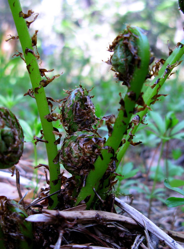 Image of Athyrium monomachii specimen.