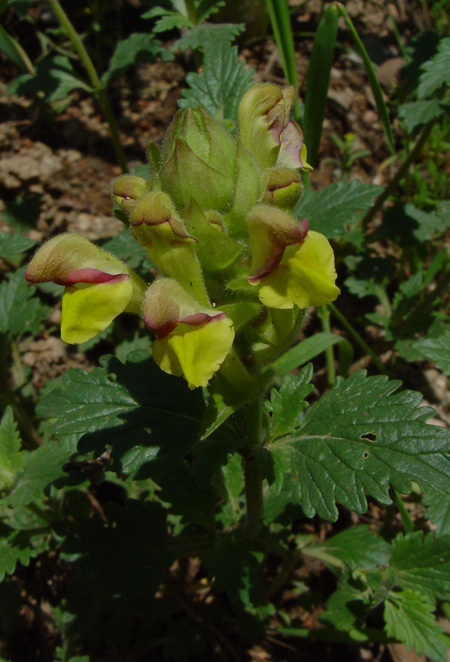 Изображение особи Scutellaria transiliensis.