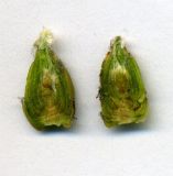 Image of taxon representative. Author is Николай Дегтярёв