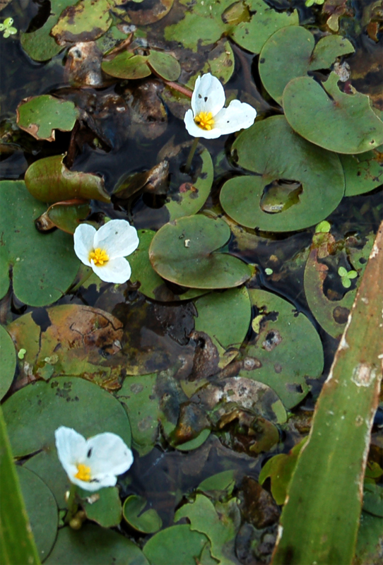 Image of Hydrocharis morsus-ranae specimen.