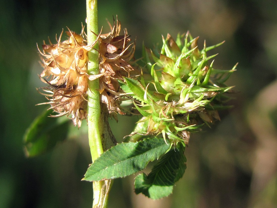 Изображение особи Trifolium retusum.