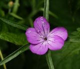 Agrostemma githago. Цветок с каплями дождя. Московская обл., Раменский р-н, окр. дер. Хрипань, садовый участок. 16.07.2015.