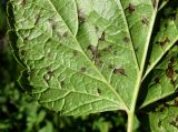 Ribes nigrum