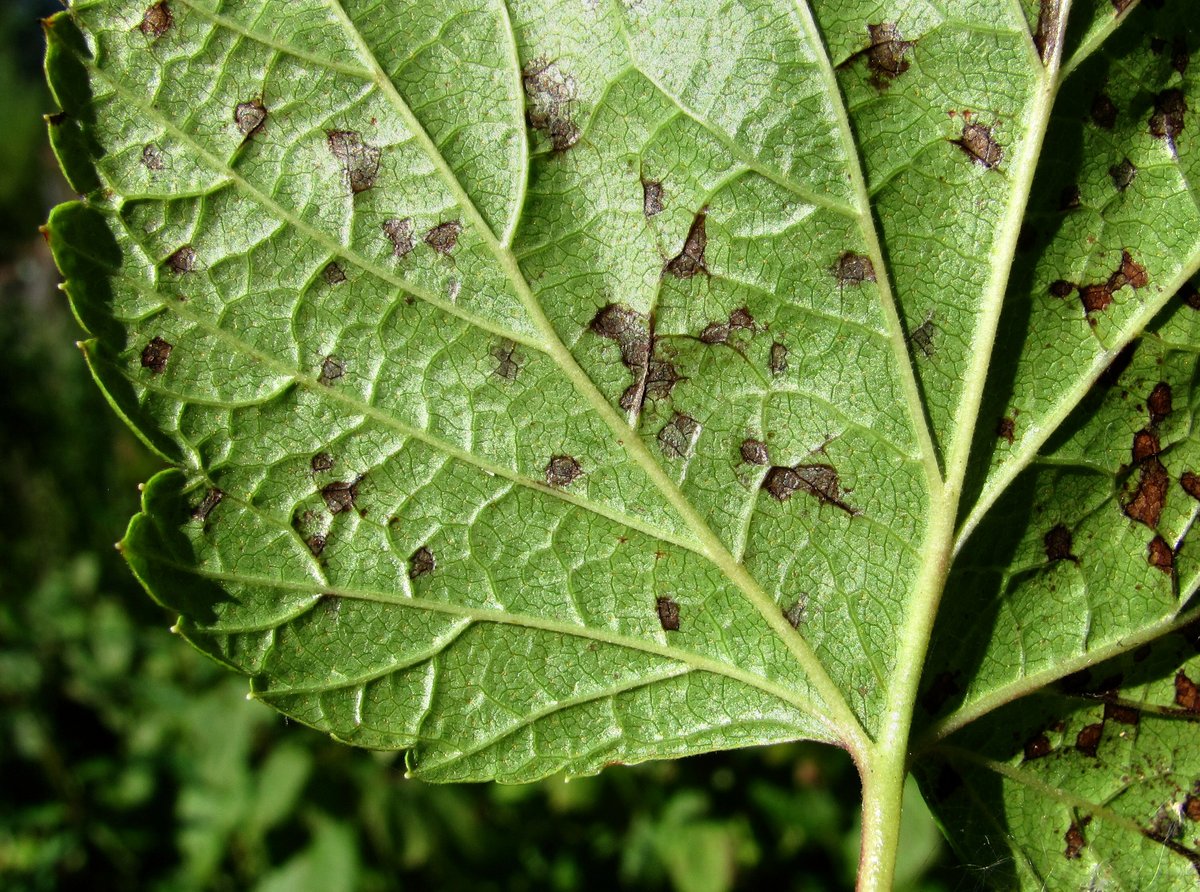 Image of Ribes nigrum specimen.