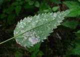 Urtica dioica