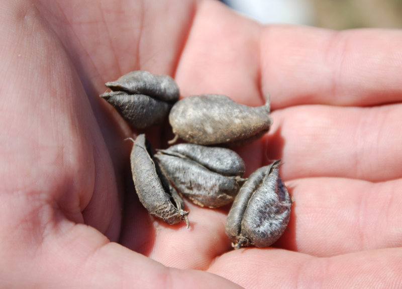 Image of Astragalus sytinii specimen.