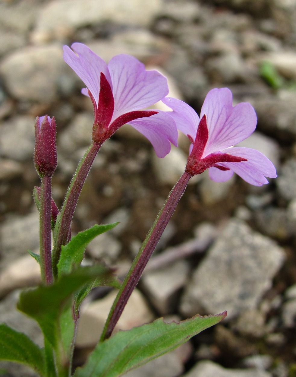 Изображение особи род Epilobium.