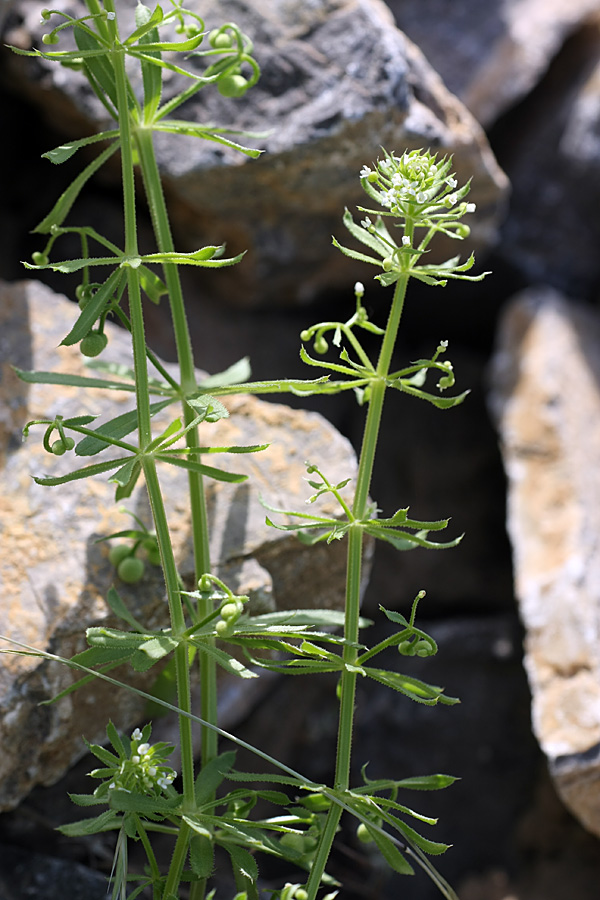 Изображение особи Galium tricornutum.