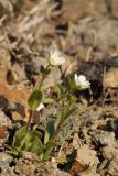 Holosteum glutinosum. Цветущее растение. Казахстан, хр. Шолак, северней вдхр. Капчагай. 07.03.2015.