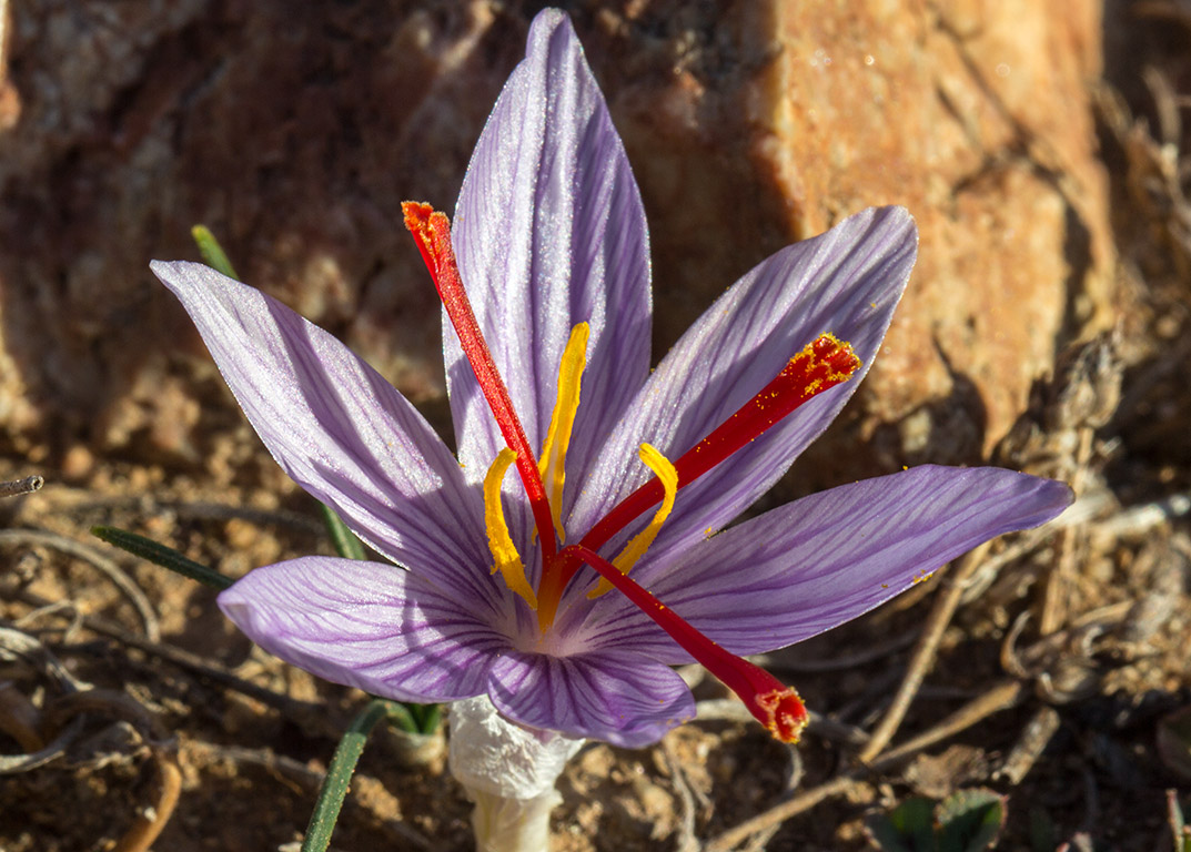 Image of Crocus cartwrightianus specimen.