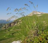 Festuca caucasica. Цветущее растение (рядом видны листья Juniperus hemisphaerica). Кавказский биосферный заповедник, северо-восточный склон горы Оштен, известняковые скальные выходы в переходной зоне от субальпийского к альпийскому поясу, выс. ≈ 2300 м н.у.м. 18.07.2015.