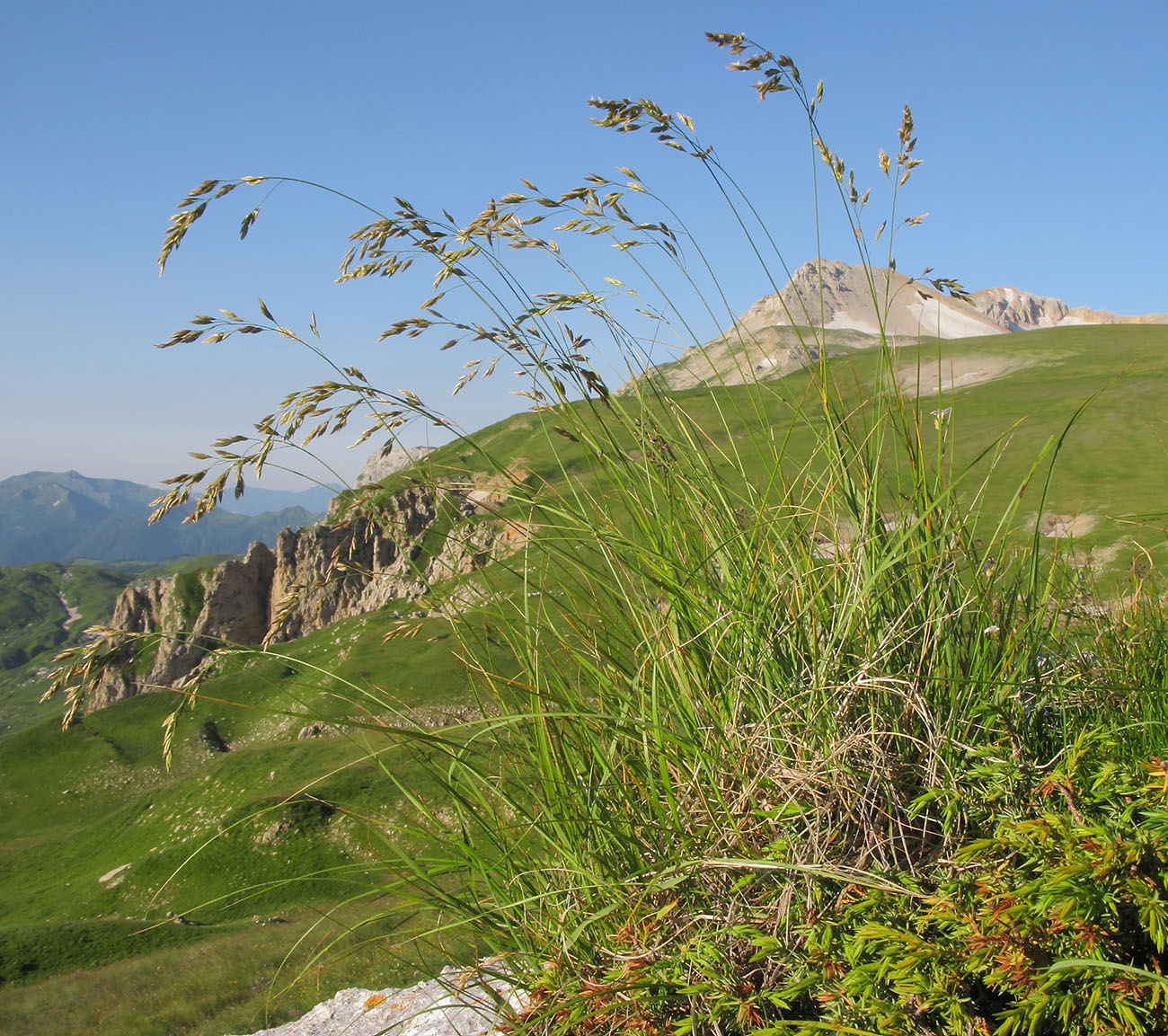 Изображение особи Festuca caucasica.