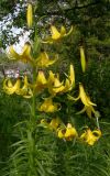 Lilium kesselringianum