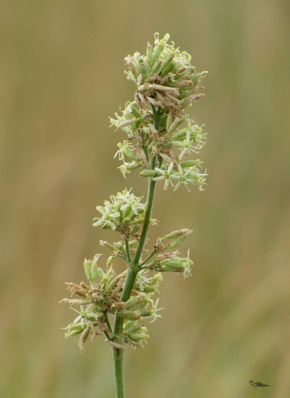 Image of Silene sibirica specimen.