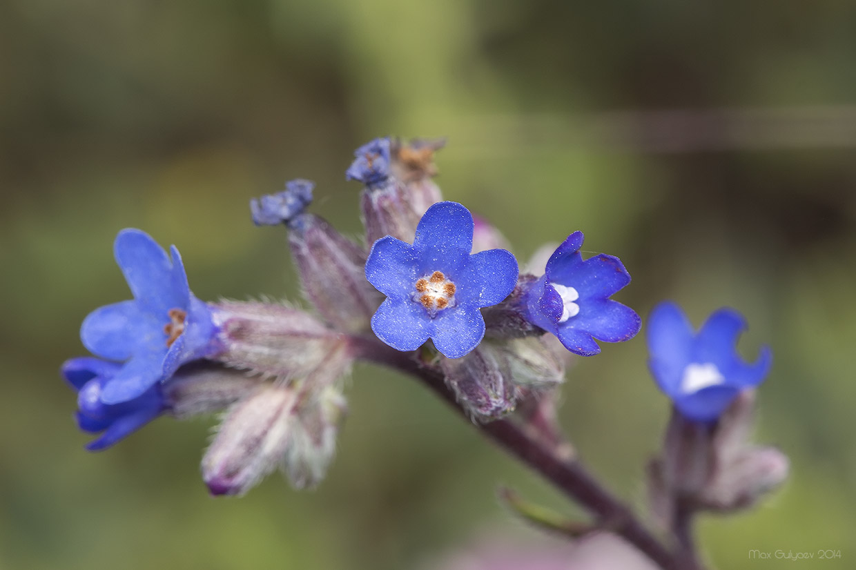 Image of Anchusa leptophylla specimen.