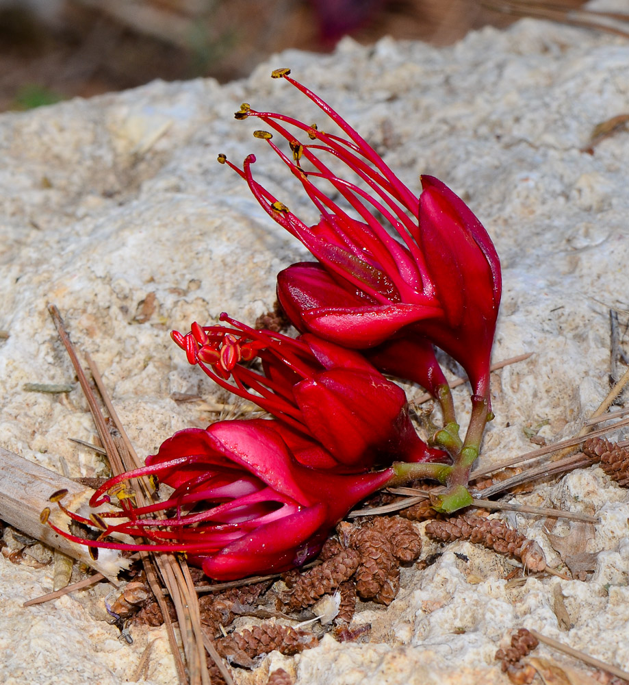 Изображение особи Schotia brachypetala.