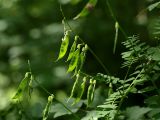 Vicia sylvatica. Побег с незрелыми соплодиями. Санкт-Петербург, Дудергофские высоты, широколиственный лес. 18.07.2009.