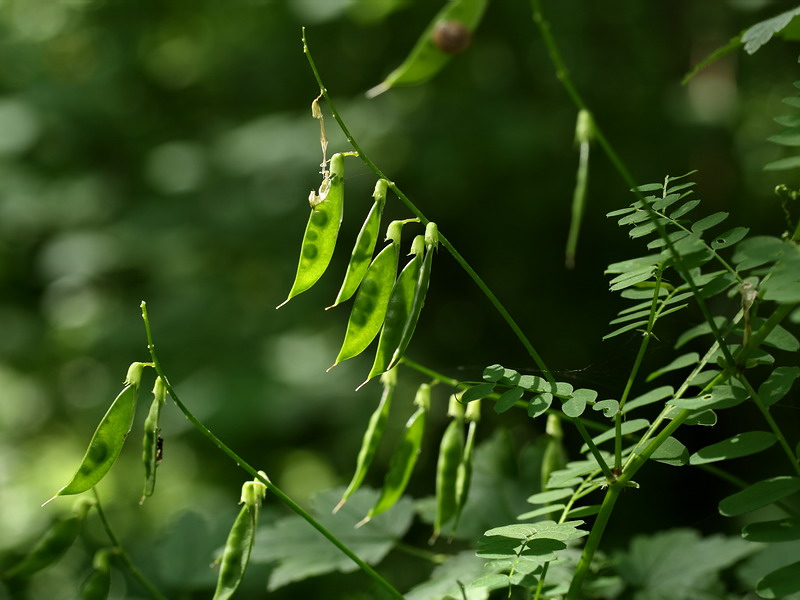 Image of Vicia sylvatica specimen.