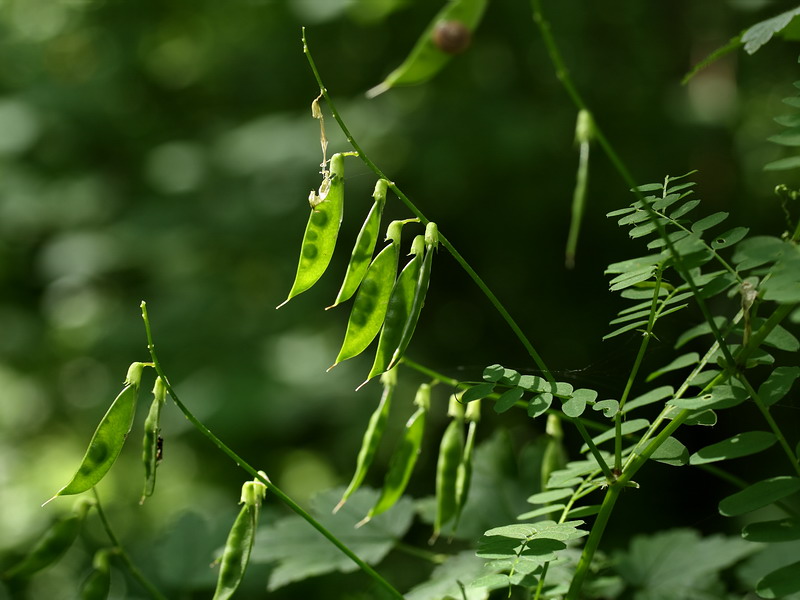 Изображение особи Vicia sylvatica.