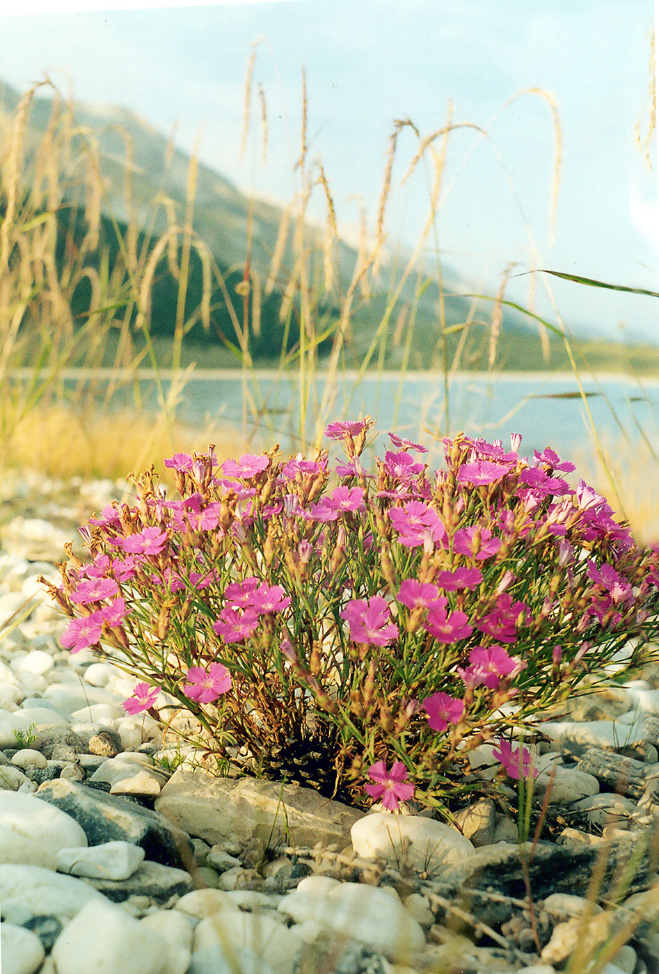 Изображение особи Dianthus versicolor.