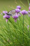 Allium schoenoprasum