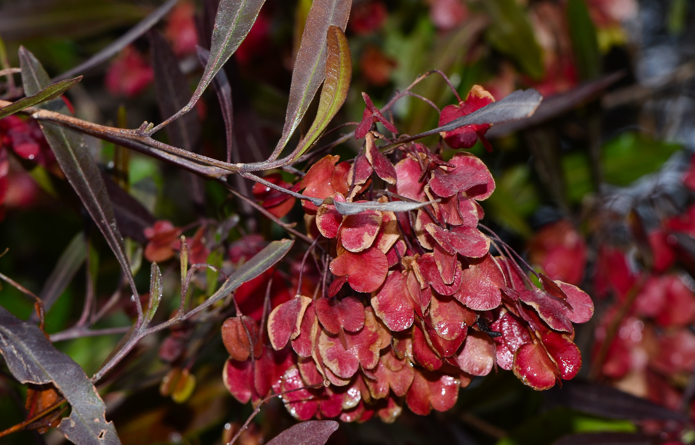 Изображение особи Dodonaea viscosa.