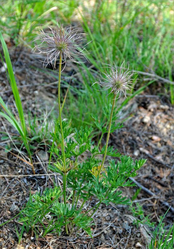 Изображение особи Pulsatilla turczaninovii.