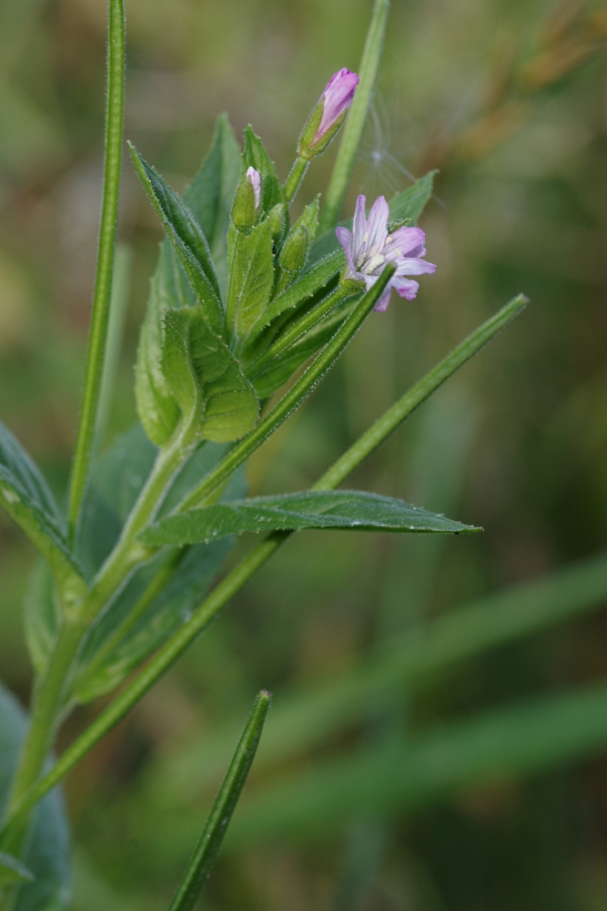 Image of Epilobium bergianum specimen.